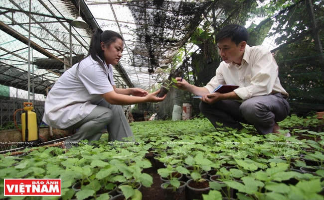 Contrôle de la croissance de pépinières in vitro.