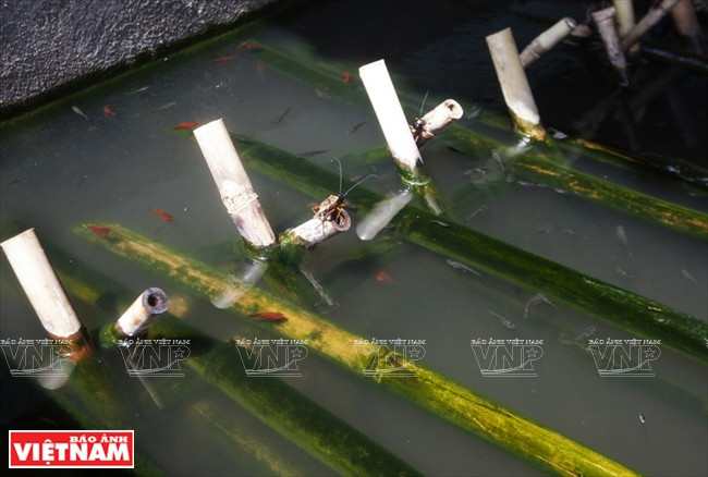 Pour l’épanouissement des cà cuông, il faut créer un espace d’élevage proche des conditions naturelles.