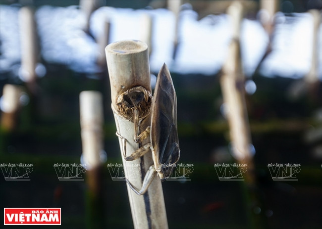 Le cà cuông peut donner de la viande à l’âge de 1,5 mois.