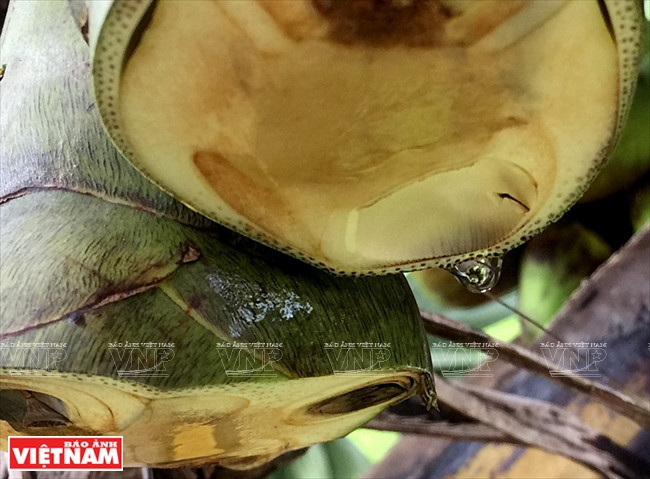 Queue d’un fruit du palmier à sucre qui donne de la sève.