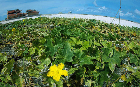 ''Fleurs de sable'' de Du Hai.