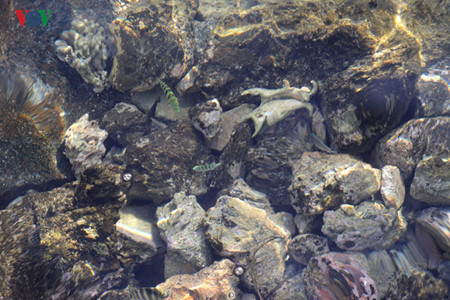 L’eau est si limpide qu’on peut voir les poissons nager.