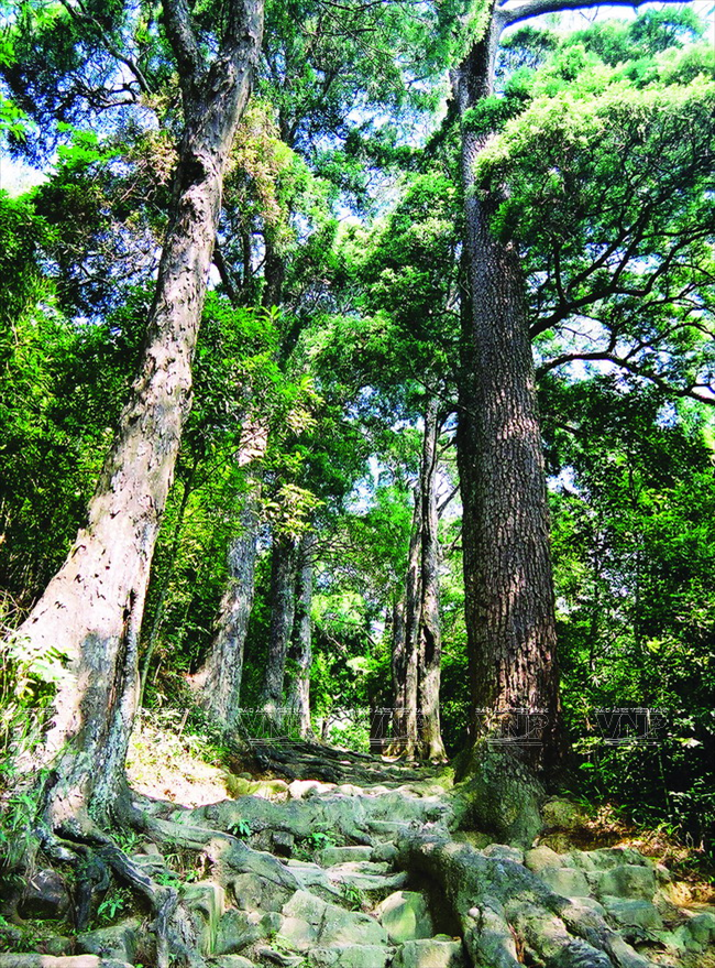 Le célèbre chemin des pins avec des arbres sept fois séculaires ; selon la légende, ils ​auraient été plantés lorsque le roi Trân Nhân Tông s'est retiré à Yên Tu. 