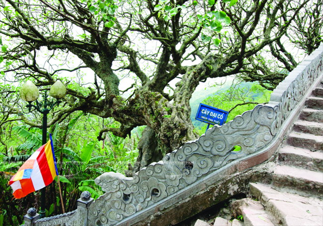 Un des trois arbres de plus de 700 ans de la pagode Hoa Yên. 