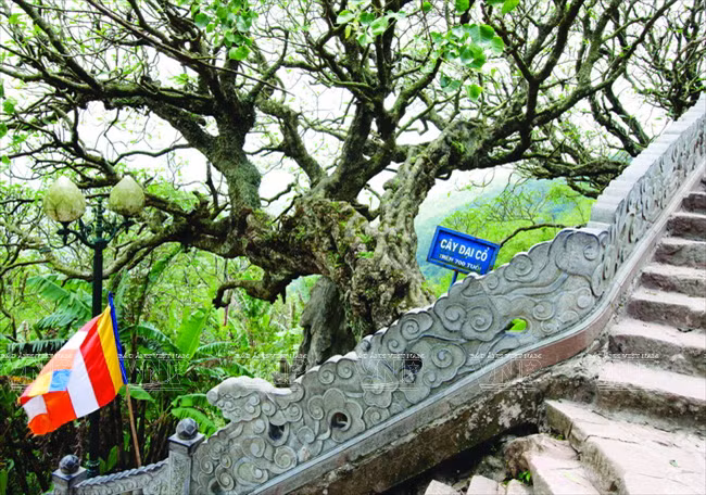 Un des trois arbres de plus de 700 ans de la pagode Hoa Yên. 