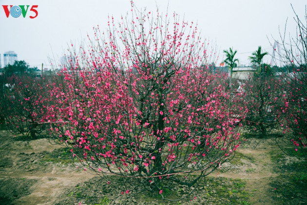 On peut trouver à Nhat Tan de grands pêchers bien taillés qui coûtent une fortune.