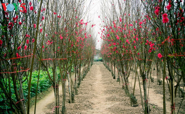 C’est splendide! Les pêchers sont en fleurs à Nhat Tan malgré le froid.