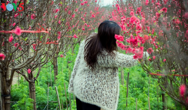 Alors que le Têt approche à grand pas, les gens affluent vers les vergers de Nhat Tan pour acheter, louer ou simplement admirer les pêchers et prendre des photos souvenirs.