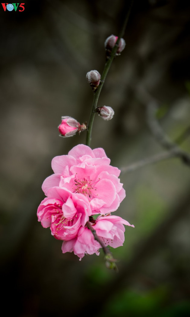 Nhat Tan est connu pour ses deux types de fleurs de pêcher: l’un avec des pétales roses clairs, l'autre avec des pétales roses foncés - presque rouges.