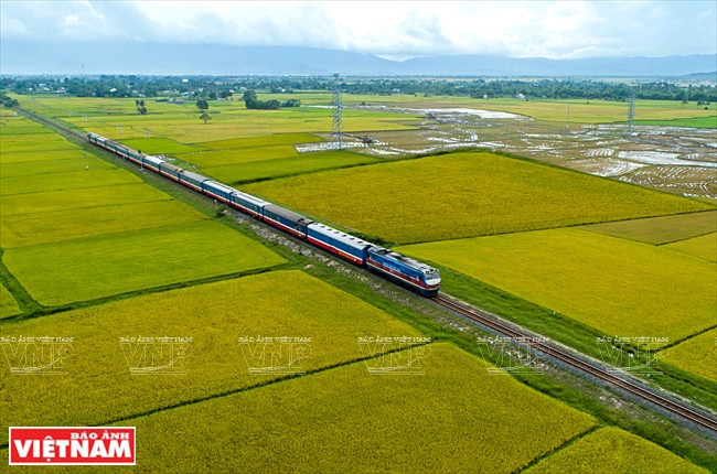 Le train transvietnamien traverse des rizières immenses. Photo: Thông Hai. 