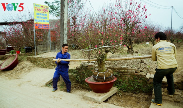 Il ne suffit pas d’acheter l’arbre, il faut aussi trouver le pot adéquat et ce n’est pas si simple.