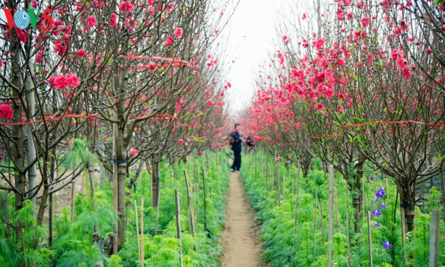 À côté des pêchers, la présence d'autres fleurs relève la vie printanière de ce village horticole. C'est le cas des chrysanthèmes, des roses, des violettes, des lilas…