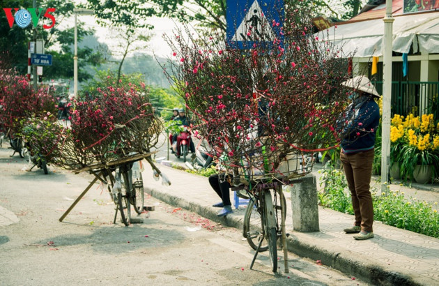 Les pêchers en fleurs font leur entrée dans le centre-ville de Hanoï sur les vélos des marchands ambulants.