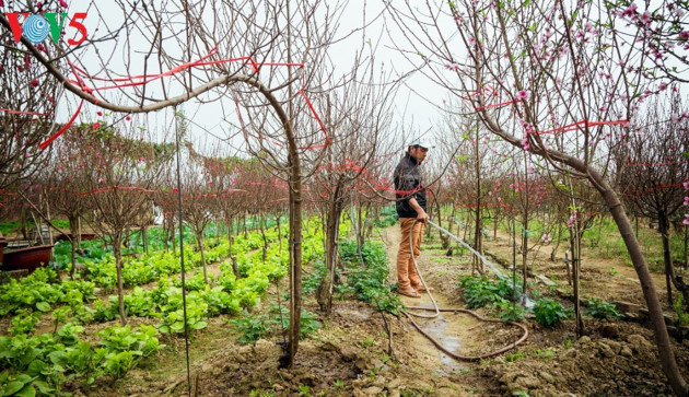 Pour pouvoir proposer de belles branches de pêchers, les horticulteurs s’y prennent plusieurs semaines, voire plusieurs mois à l’avance. Tout est calculé pour que la floraison se produise pendant le Têt.