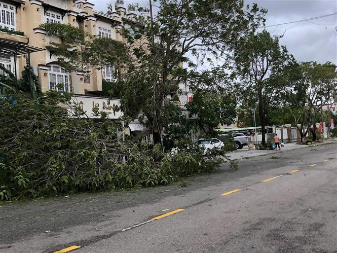 Des arbres dans la ville de Tam Ky ont été abattus.