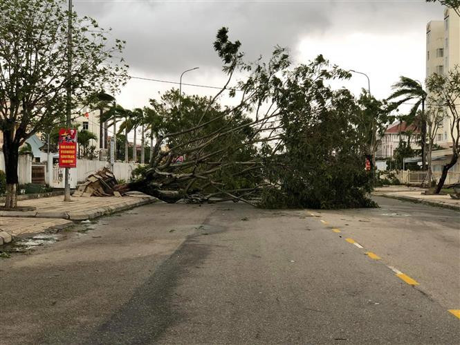Des arbres dans la ville de Tam Ky ont été abattus.