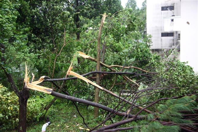 Des arbres dans la ville de Tam Ky ont été abattus.