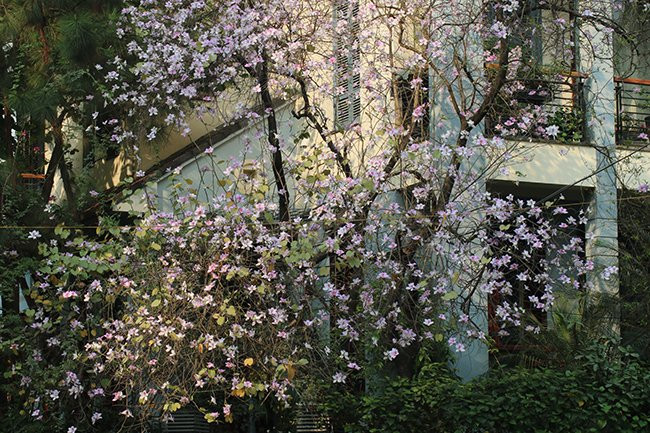 Des fleurs de bauhinie roses et violettes ornent la rue Nguyên Du.