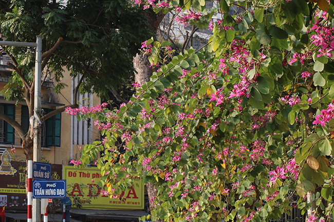 Bauhinies dans la rue Trân Hung Dao.