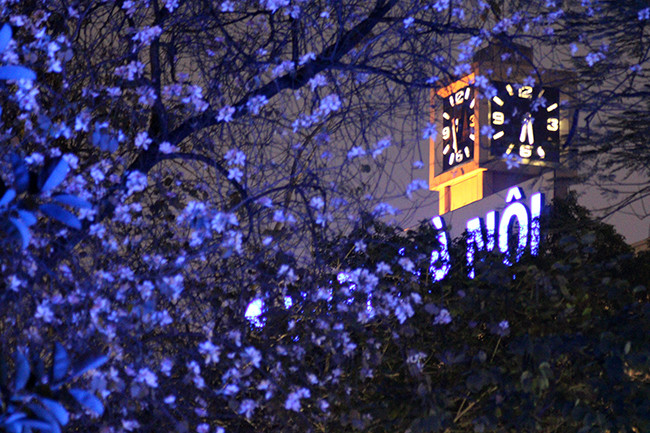 Les bauhinies sont également cultivées autour du lac Hoàn Kiêm.