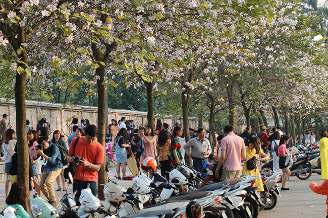 Dans la rue Bac Son, les bauhinies sont aussi en fleurs.