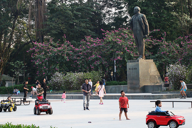 Des bauhinies autour de la statue de Lénine.