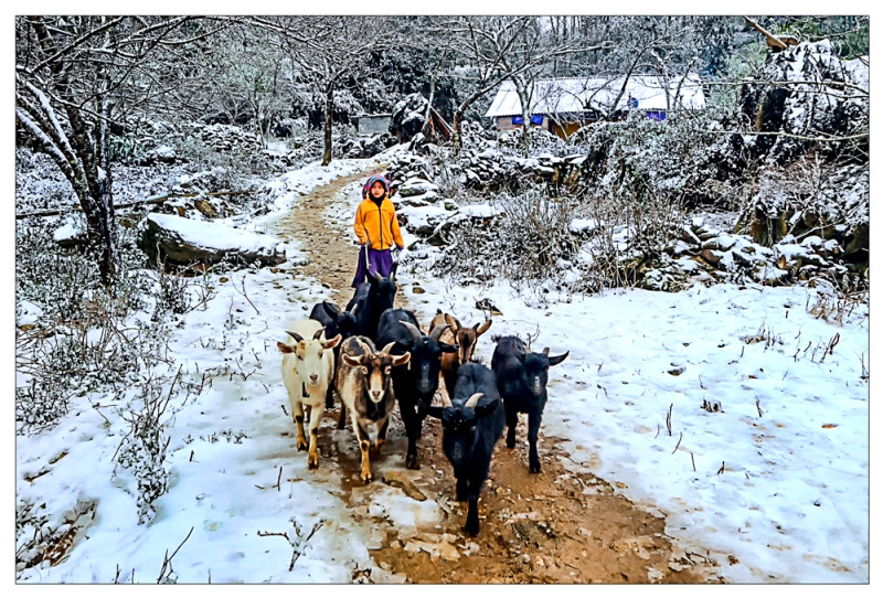  "Mùa tuyết Sa Pa" (La saison de la neige à Sa Pa) de Nguyên Hông Vân.