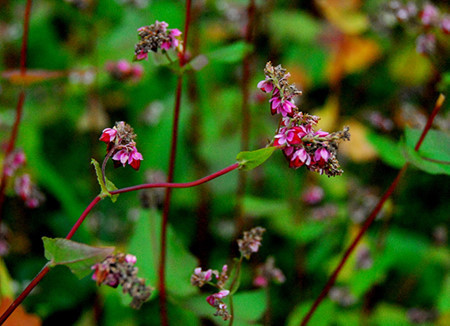 La physionomie des villages de minorités ethniques des districts montagnards de Quan Ba, Yên Minh, Dong Van et Mèo Vac s’est embellie. Les autochtones cultivent des fleurs de sarrasin et du maïs sur les champs rocheux.