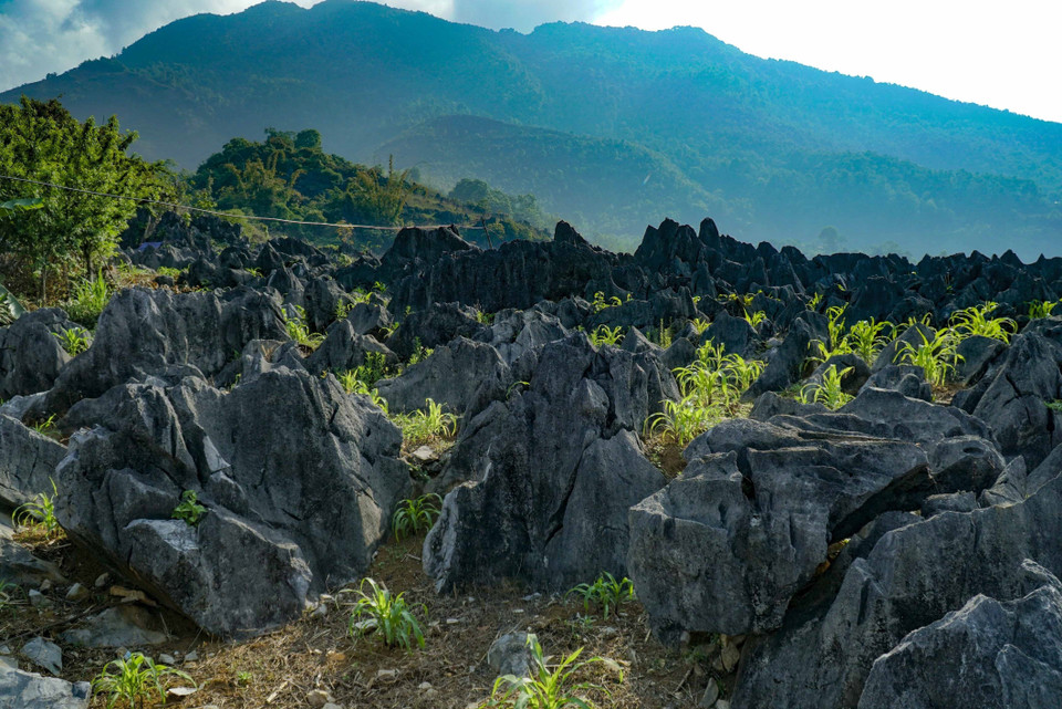 Plantation de maïs sur le plateau rocheux de Ta Phin, un moyen de subsistance du peuple local. Photo: VNA