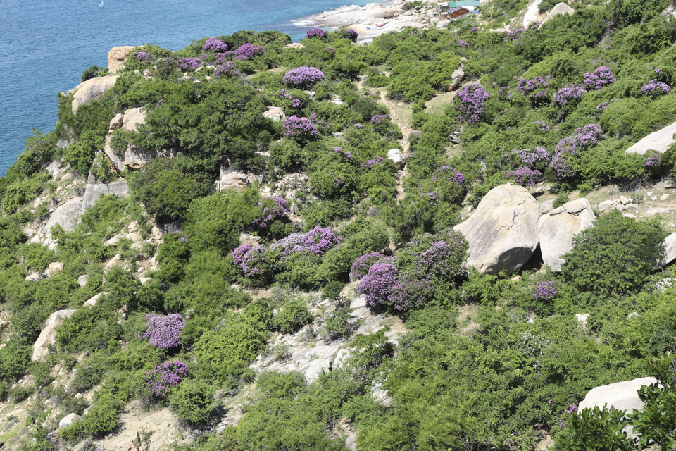 La couleur violette des fleurs de Bang Lang orne un coin de la forêt côtière. Photo: VNA