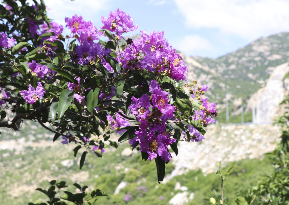 Les fleurs de Bang Lang fleurissent souvent en grappes longues de 20 à 40 cm. Photo: VNA