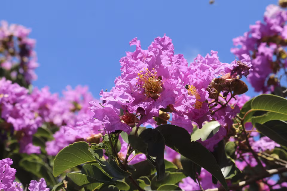 Si vous êtes fan des fleurs de myrte de crêpe violet (connu scientifiquement sous le nom de Lagerstroemia), n'hésitez pas à réserver des billets dès maintenant pour visiter la province de Ninh Thuan (Centre) et admirer ces arbres en fleurs. Photo: VNA