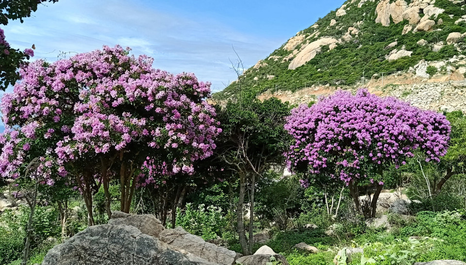 En mai, la route côtière DT 701 traversant le district de Thuan Nam, province de Ninh Thuan, est décorée des tons violets vifs des fleurs de myrte de crêpe, connues sous le nom de Bang Lang en vietnamien. Photo: VNA