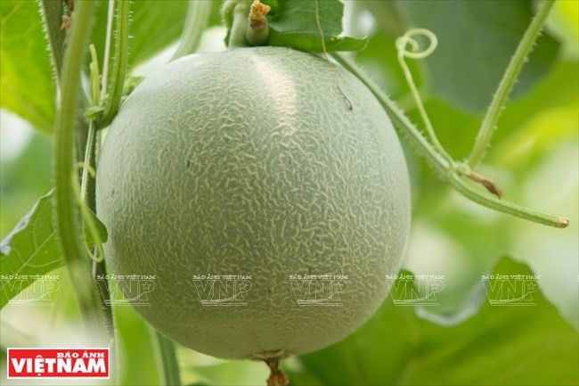  Ce fruit donne trois récoltes chaque année. 