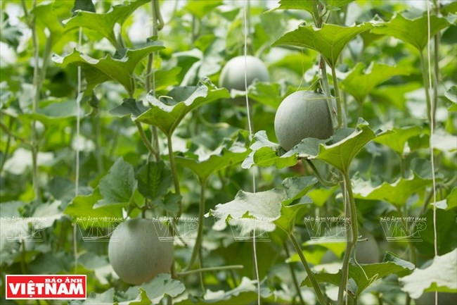  Jusqu'à 8.000 plantes de melon miel sont cultivées dans chaque serre de la ferme, la plus forte densité au Vietnam. 