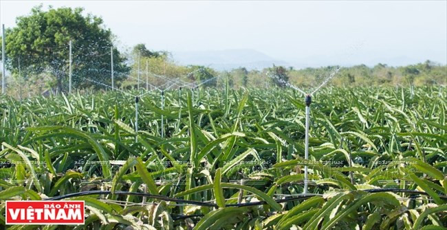  Ces cultures sont également arrosées par un système automatique. 