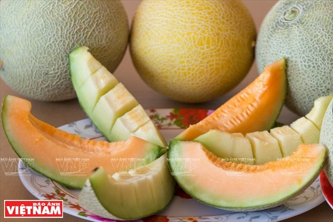  Le melon miel est vendu 65.000 – 75.000 dôngs le kilo. 