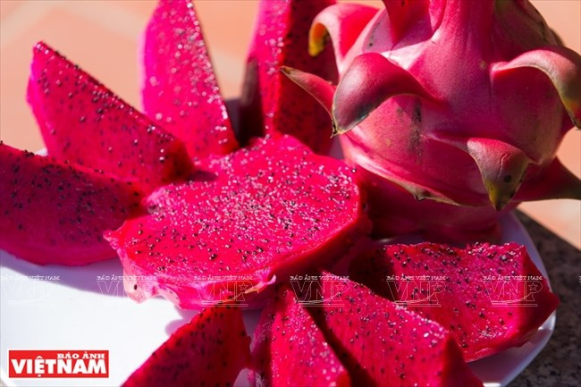  Le fruit du dragon à chair rouge est vendu 35.000 – 45.000 dôngs le kilo. 