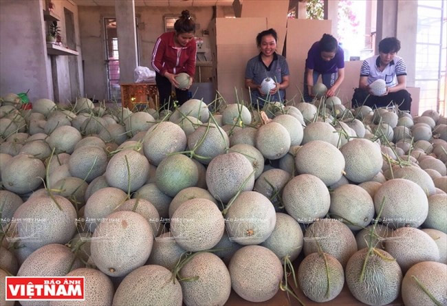  Le melon miel cultivé dans le ''petit désert'' a apporté des bénéfices élevés aux producteurs. 