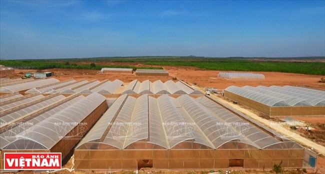  La ferme de Pham Van Minh, directeur d'une entreprise agricole de hautes technologies, est située dans le hameau Hong Lam, commune de Hoa Thang, district de Bac Binh, province de Binh Thuan (Centre). 