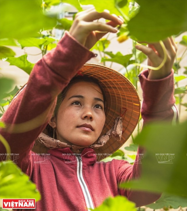  Une ouvrière s’occupe des plantes de melon miel. 