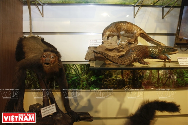 Certains spécimens d'animaux exposés au musée.