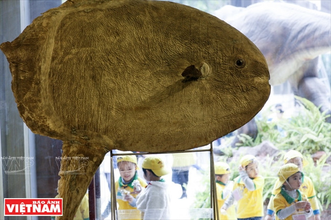 Ce poisson marin fossilisé fascine.