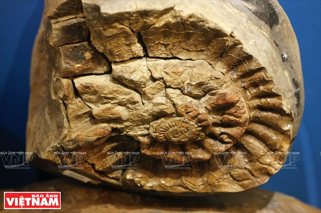 Fossiles de plantes.