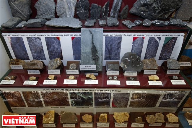 Quelques animaux fossilisés.