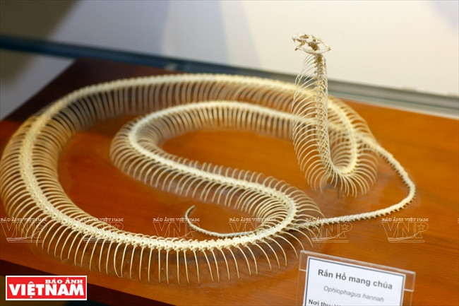 Un squelette de cobra.