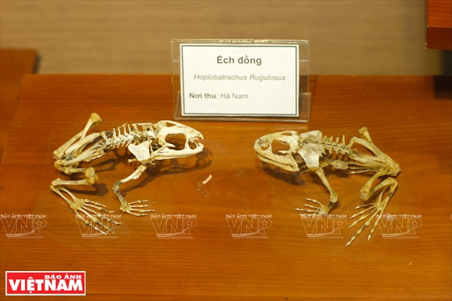 Des spécimens de grenouilles trouvés dans la province de Hà Nam.