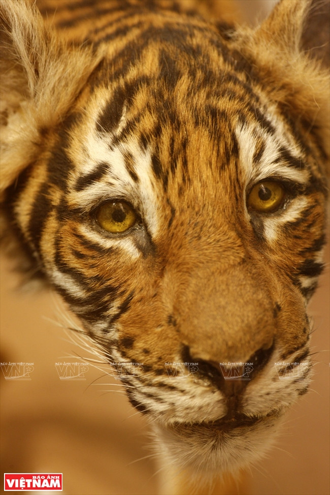 Un tigre indochinois empaillé.
