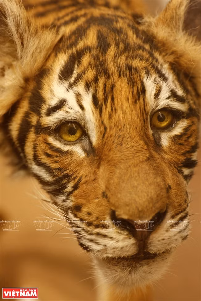 Un tigre indochinois empaillé.