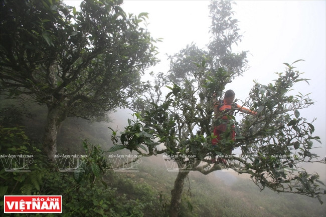 Pour cueillir les bourgeons de thé Shan tuyet, on doit monter au sommet du théier. Chaque pied donne chaque saison quelques kilogrammes de jeunes bourgeons.